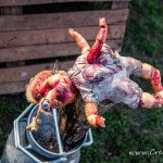 0516 Brutal Assault 2023